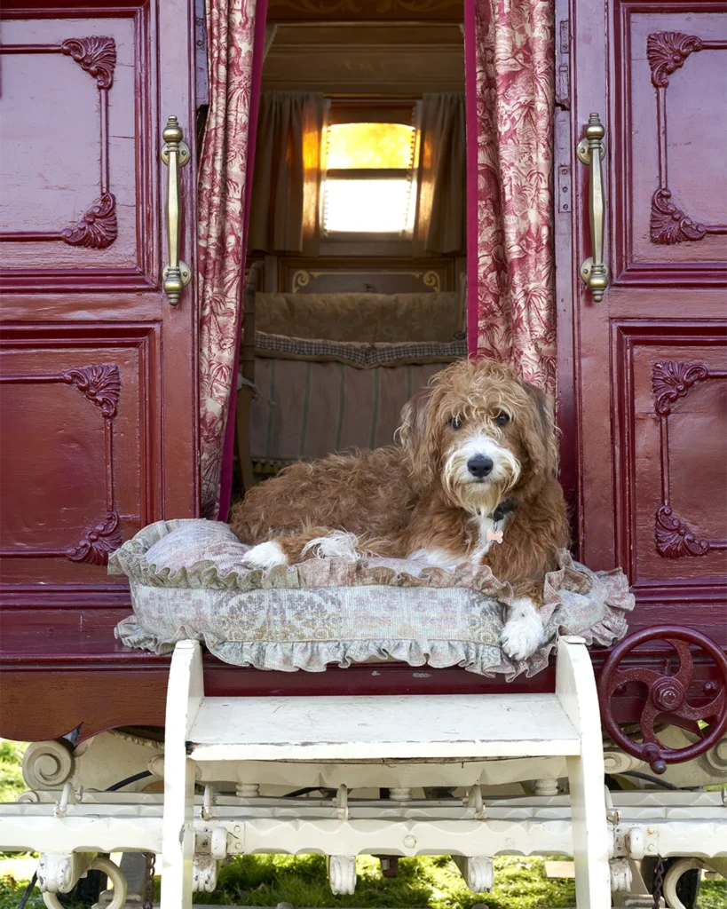 RC Hunt of the Raj and Luxembourg Gardens, photo by Simon Brown Photography, styling by Katrin Cargill
